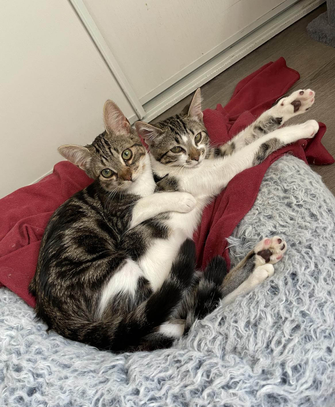 Enlarge Jeffy (courtesy), a Adoptable Domestic Short Hair in Davis, CA image 2/3