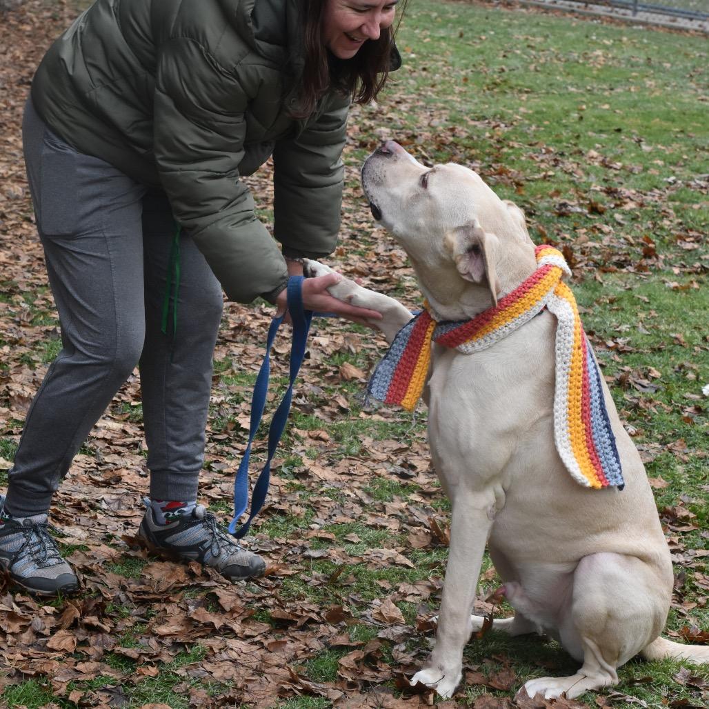 Niko, Adoptable, Adult Male Cane Corso & Labrador Retriever.