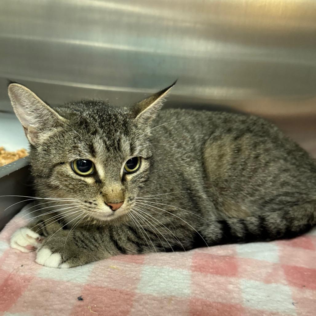 Betty, Adoptable, Adult Female Domestic Short Hair & Extra-Toes Cat / Hemingway Polydactyl.