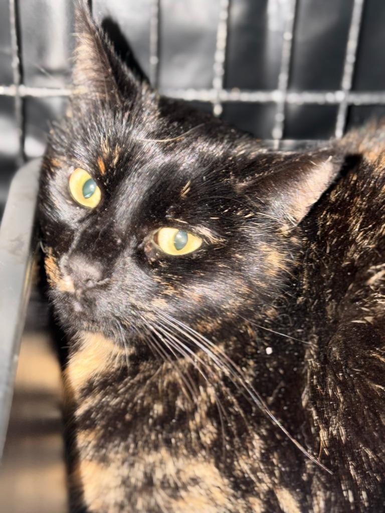 SHIRLEY, a Adoptable mixed breed in Algona, IA image 1/2