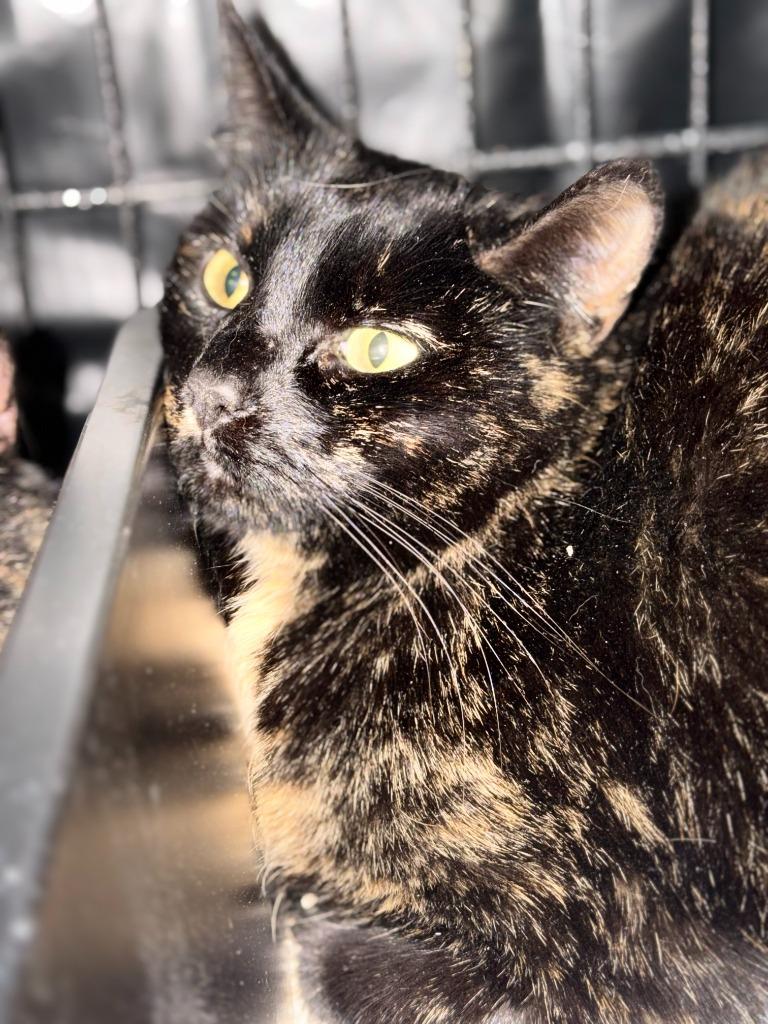 SHIRLEY, a Adoptable mixed breed in Algona, IA image 2/2