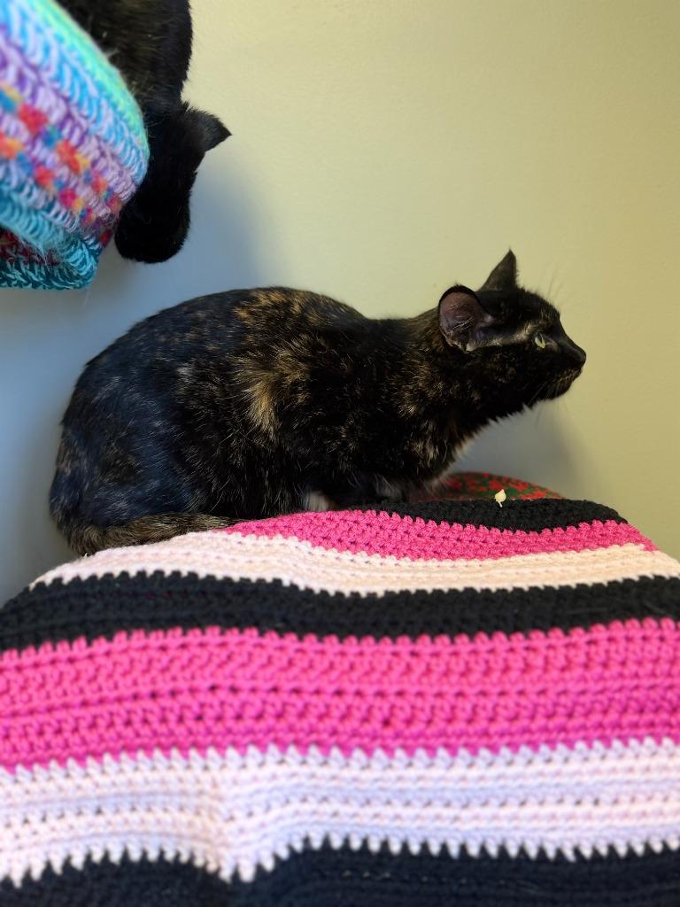 Enlarge SHIRLEY, a Adoptable mixed breed in Algona, IA image 3/5