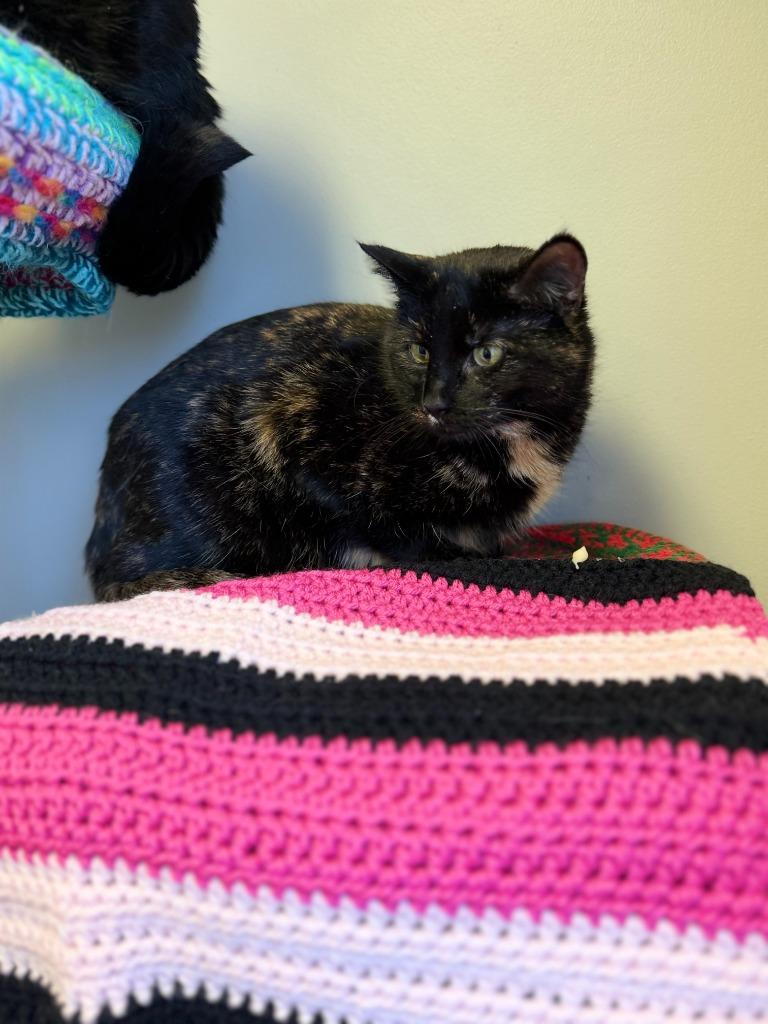 Enlarge SHIRLEY, a Adoptable mixed breed in Algona, IA image 4/5