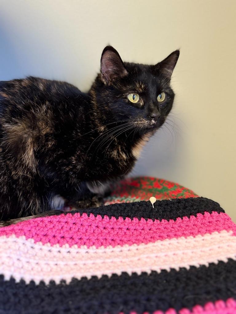 Enlarge SHIRLEY, a Adoptable mixed breed in Algona, IA image 5/5