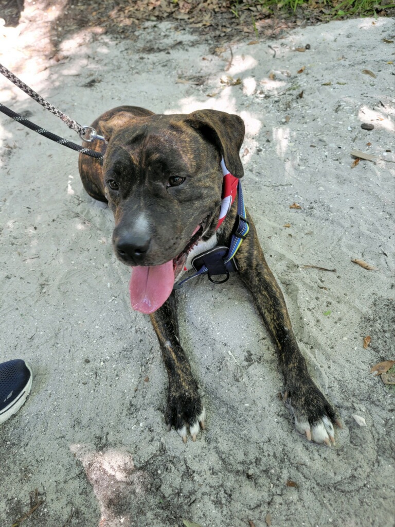Princess, a Adoptable Pit Bull Terrier in Plant City, FL image 1/3