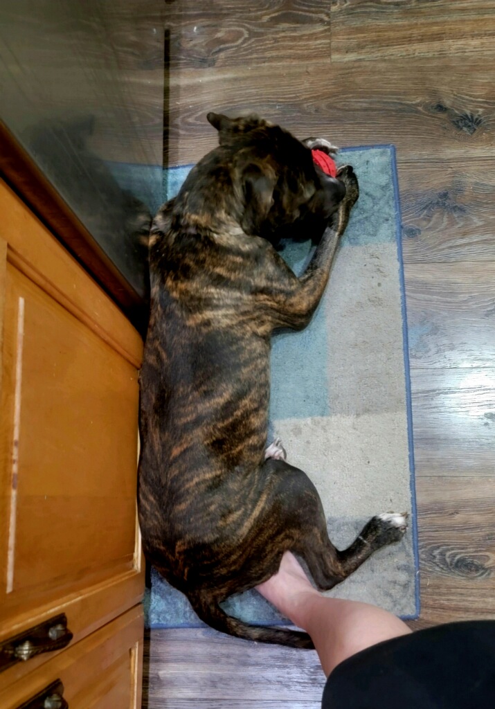 Princess, a Adoptable Pit Bull Terrier in Plant City, FL image 2/3