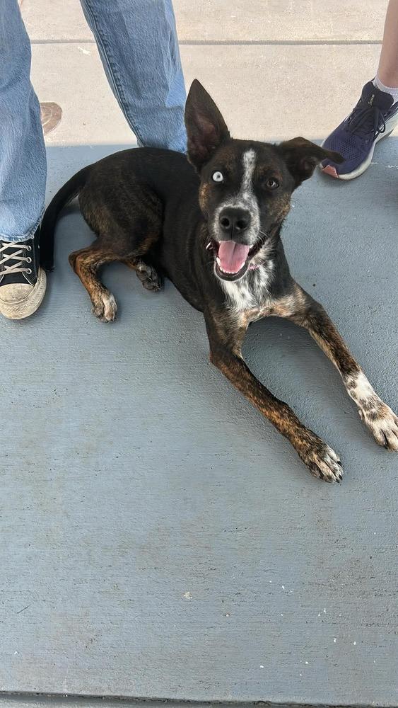 Enlarge Addie, a Adoptable mixed breed in Lincoln, NE image 1/1