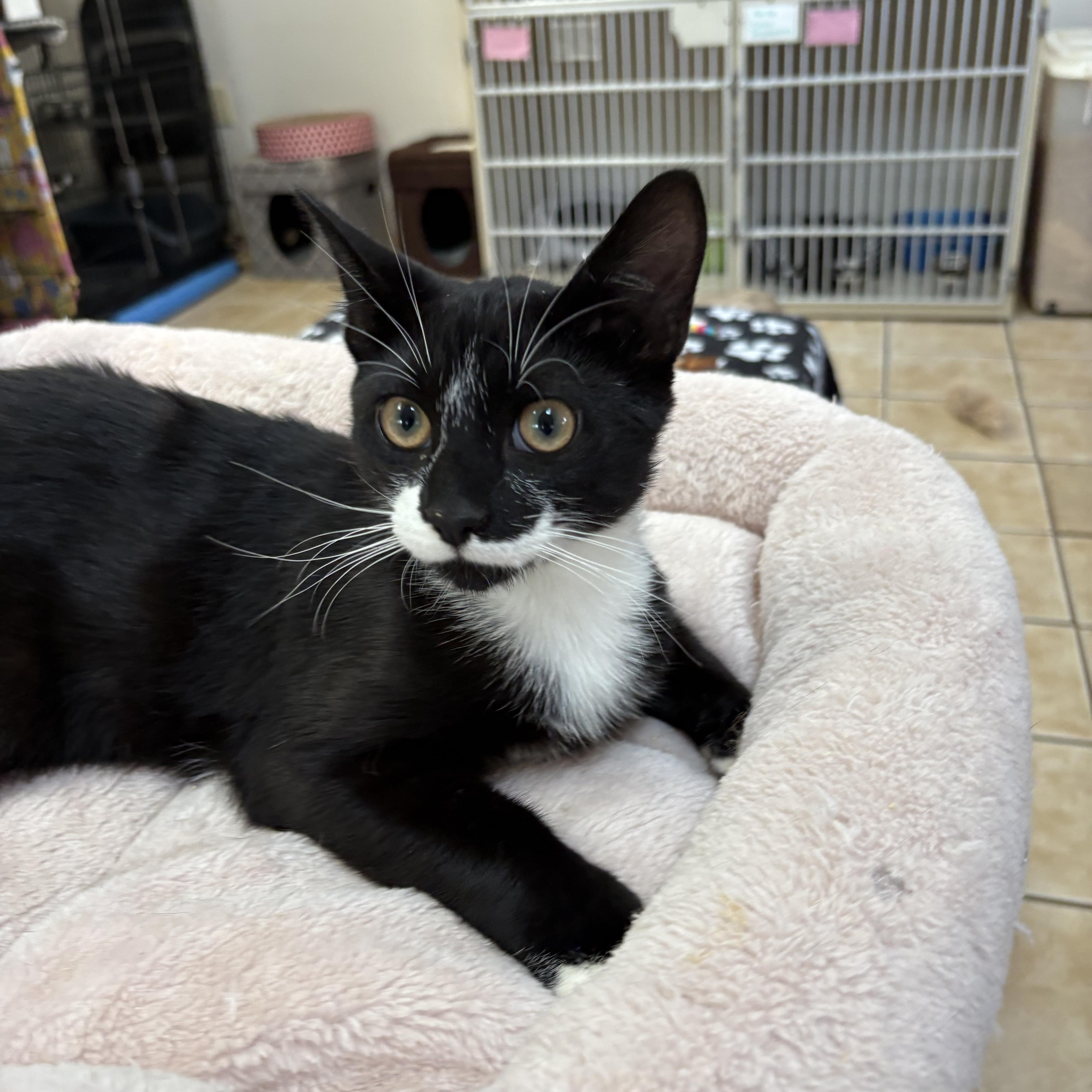BISCUIT, adoptable, Kitten Male Domestic Short Hair.