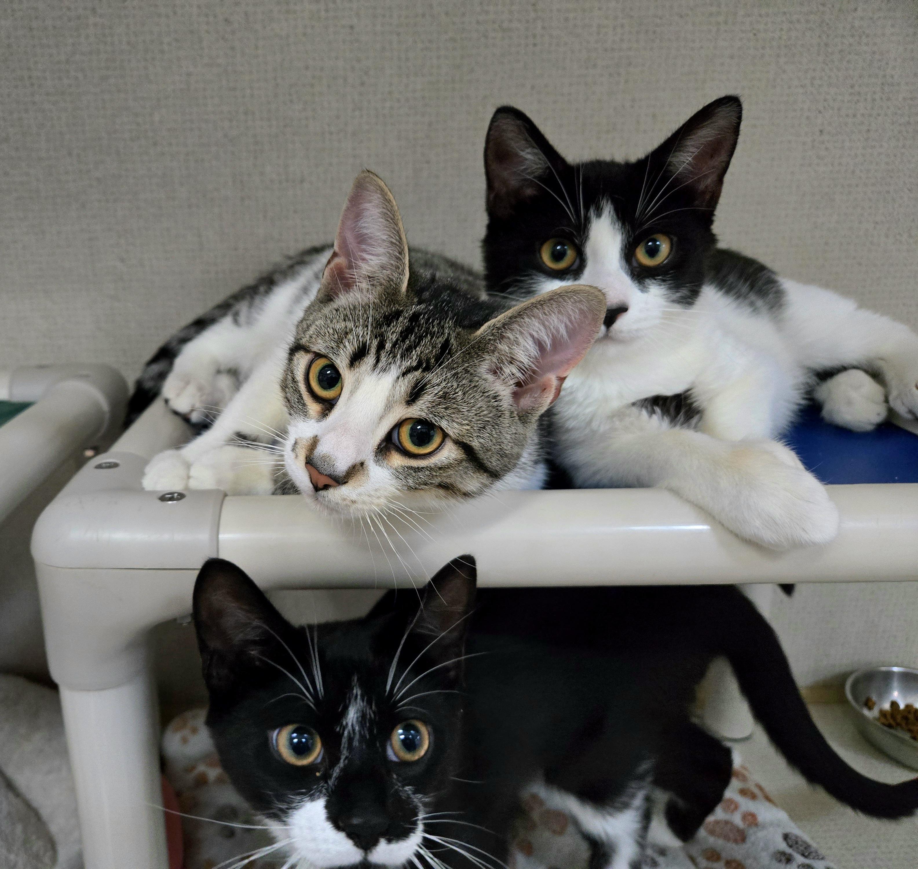 Enlarge BISCUIT, an adoptable Domestic Short Hair in Hamilton, NJ image 3/5