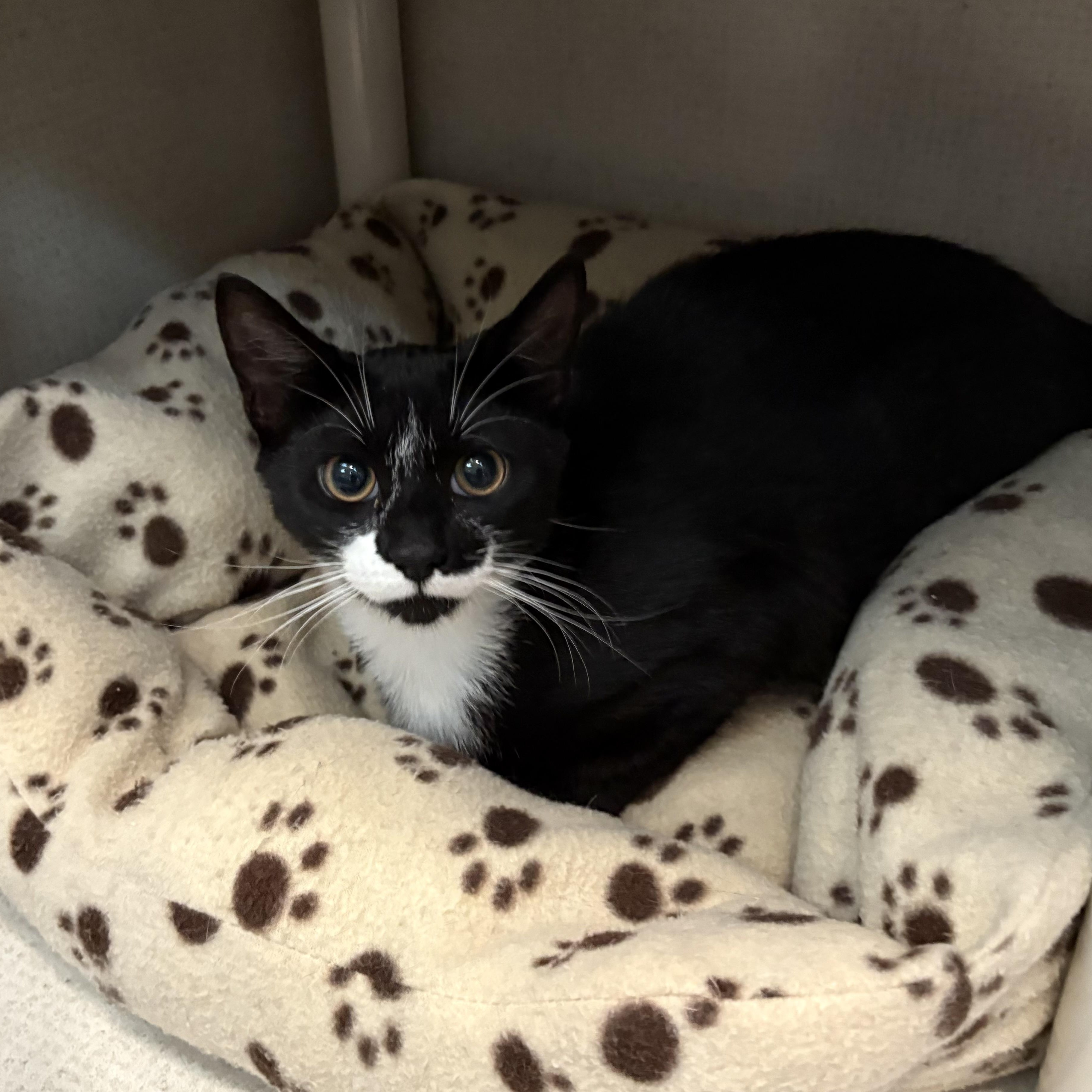 Enlarge BISCUIT, an adoptable Domestic Short Hair in Hamilton, NJ image 2/5