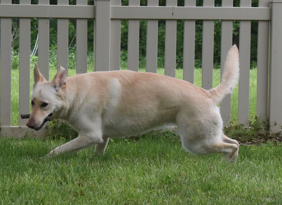 Sahara, a Adoptable White German Shepherd in Auburn, NE image 5/6