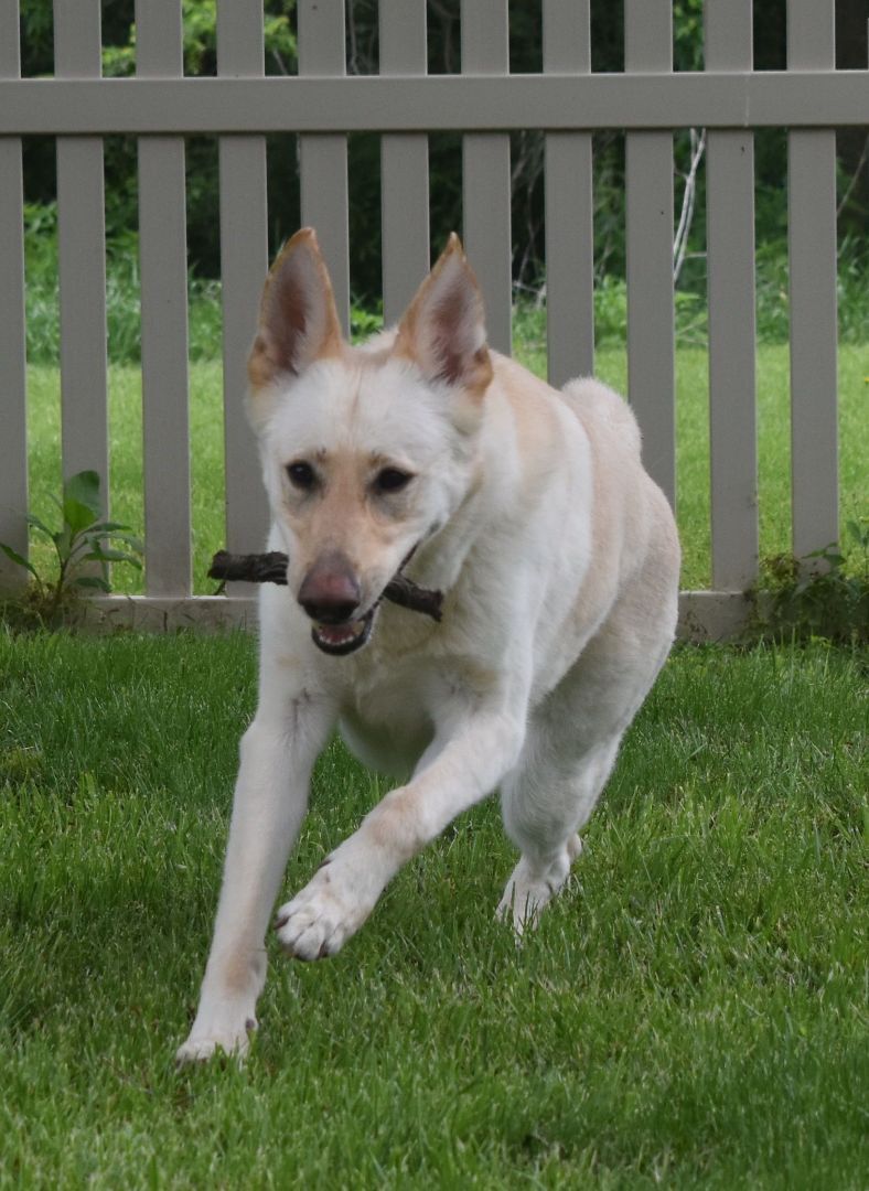 Sahara, a Adoptable White German Shepherd in Auburn, NE image 6/6