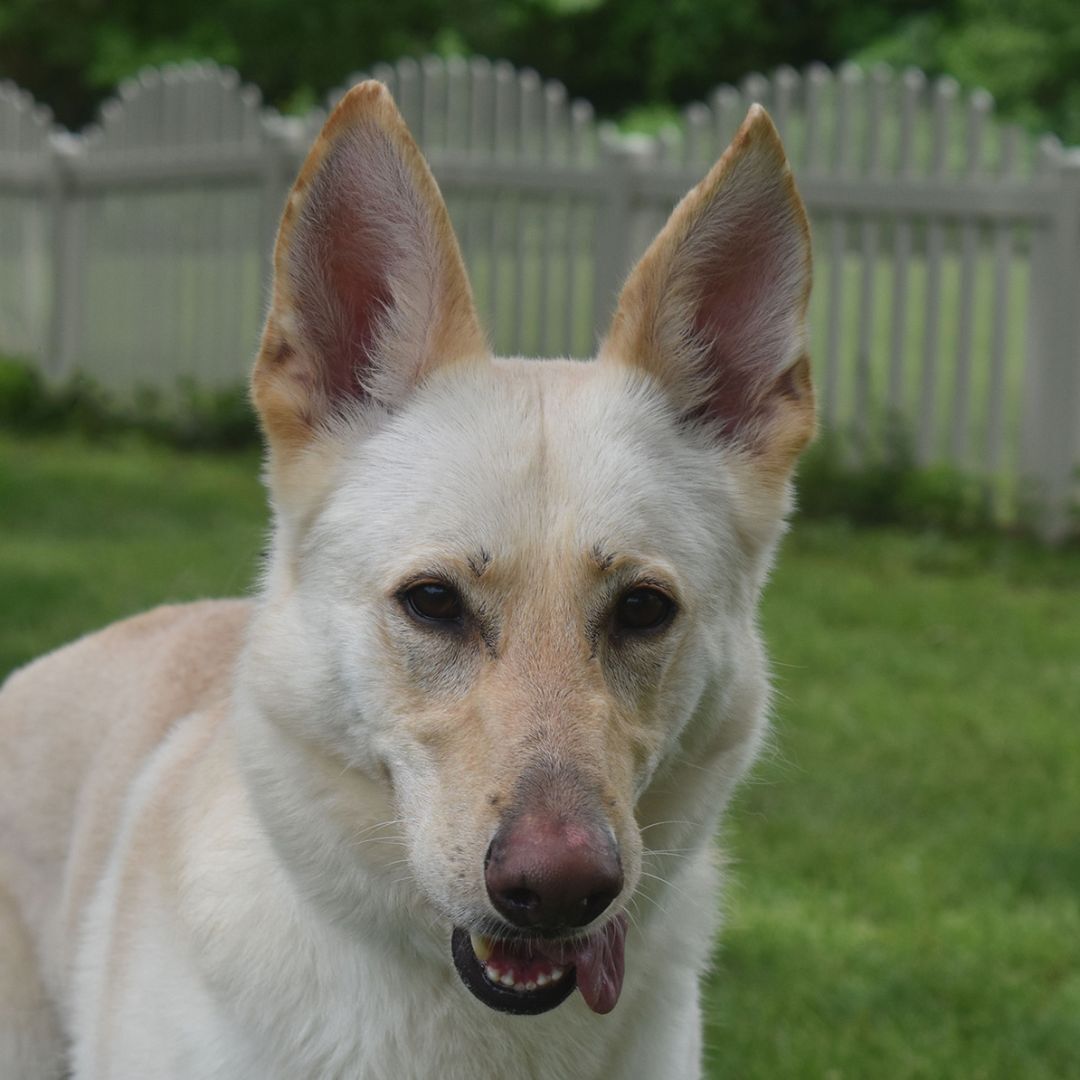 Sahara, a Adoptable White German Shepherd in Auburn, NE image 1/6