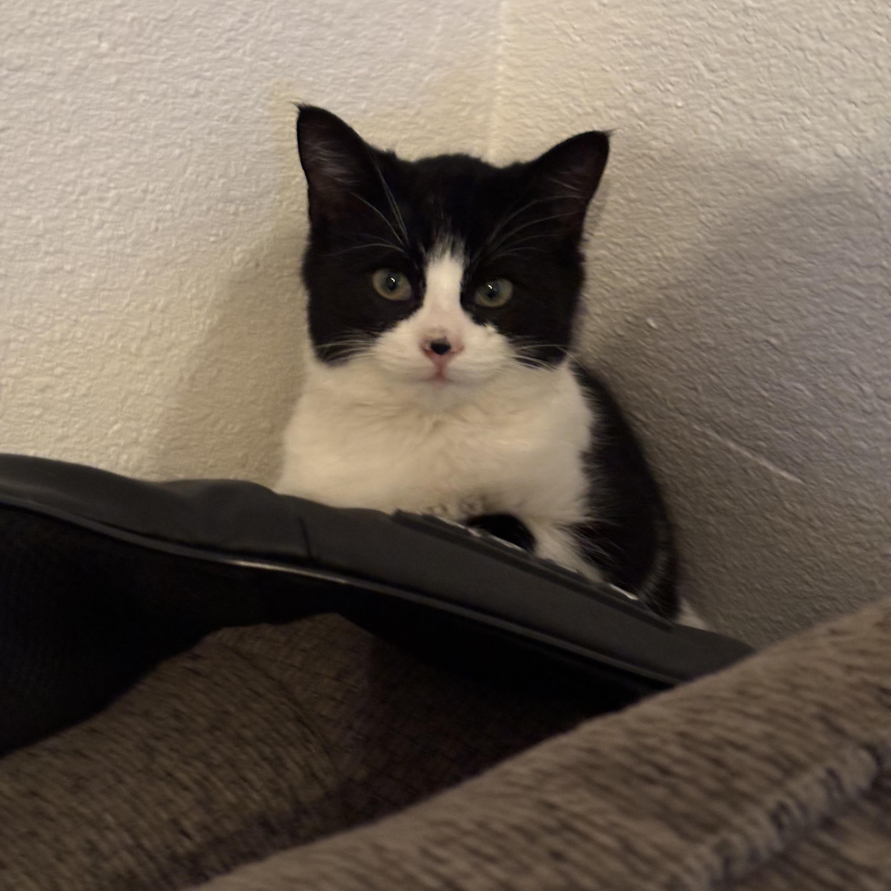 Inigo, a Adoptable Domestic Short Hair in Aurora, CO image 4/6