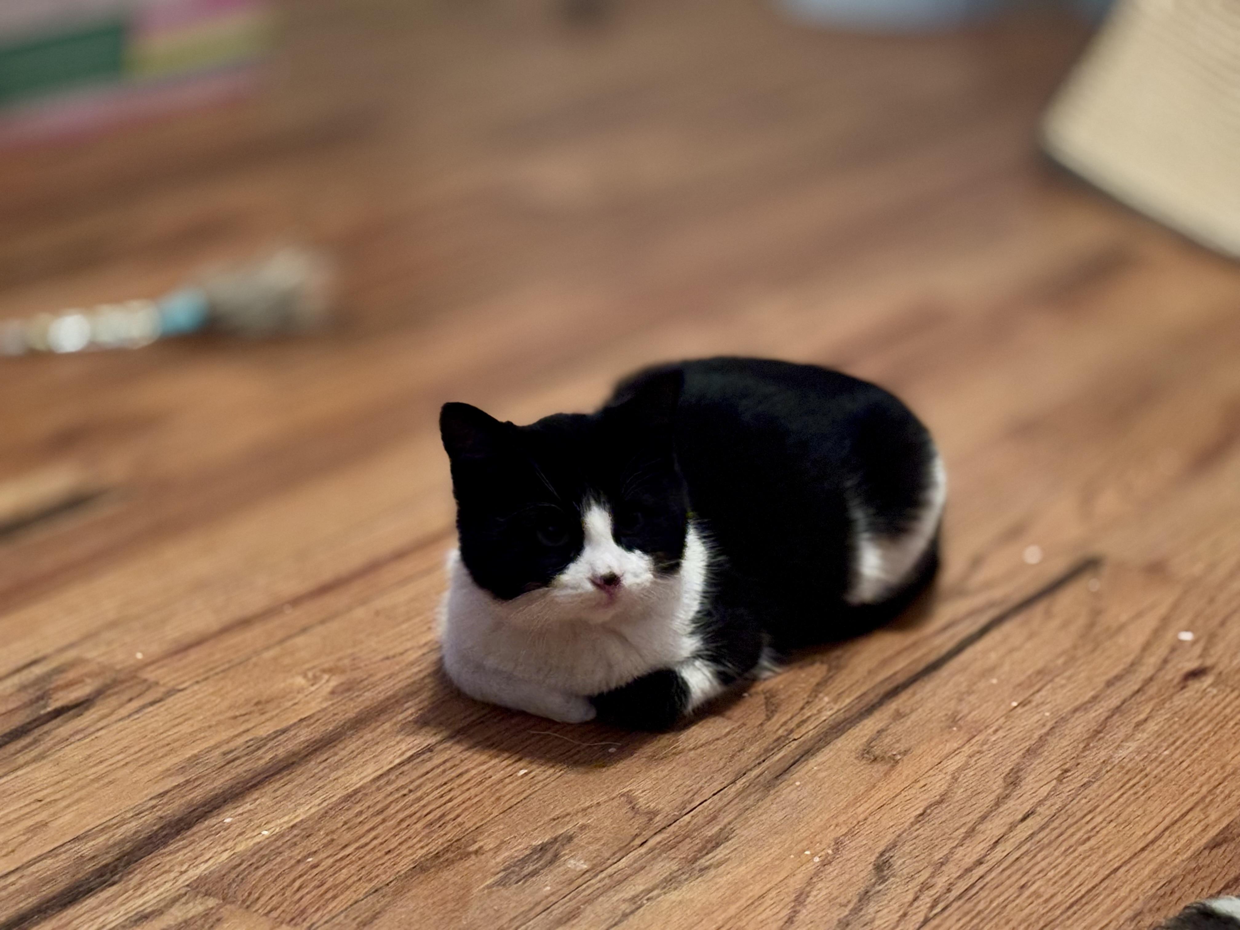 Inigo, a Adoptable Domestic Short Hair in Aurora, CO image 5/6