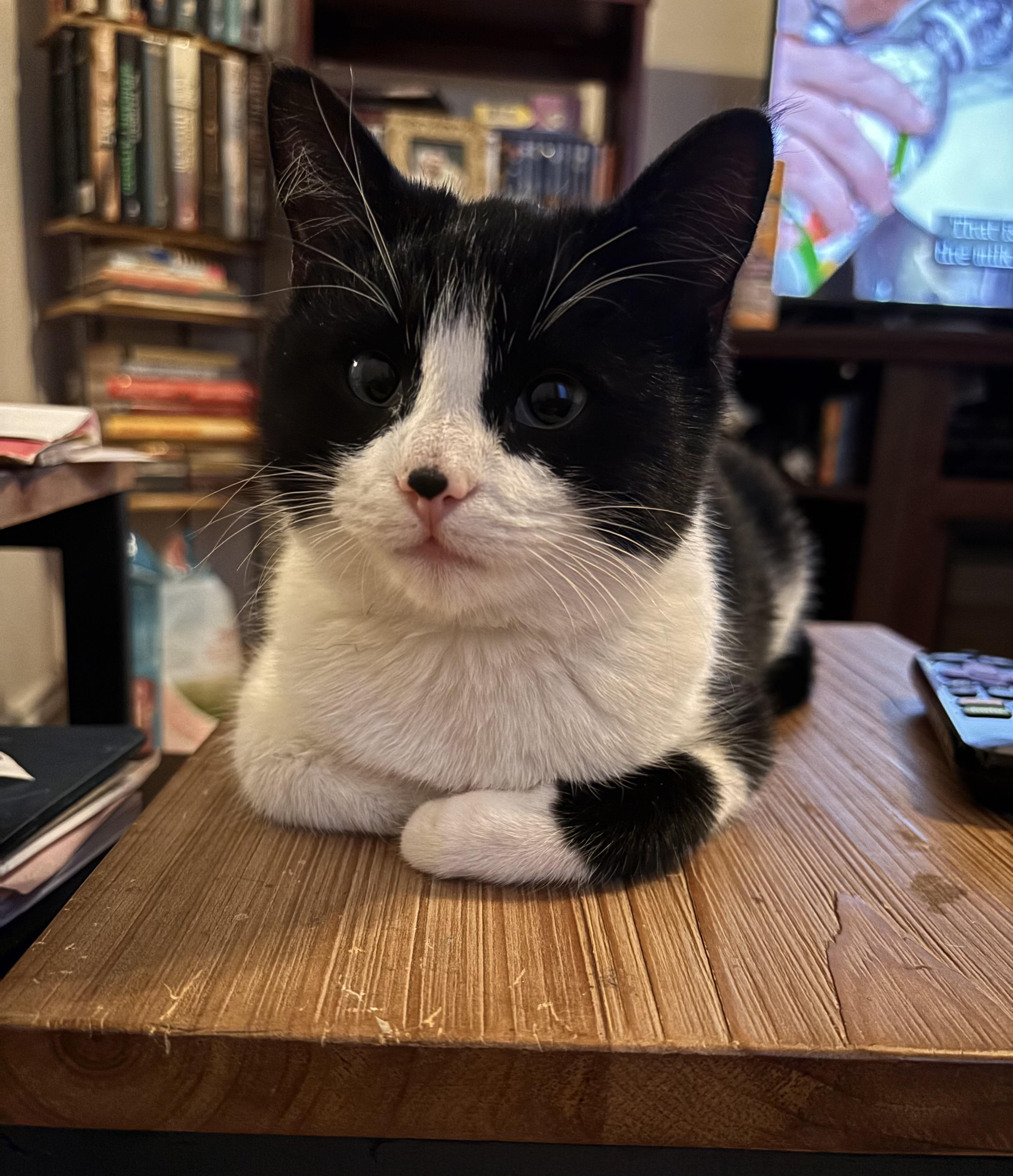 Inigo, a Adoptable Domestic Short Hair in Aurora, CO image 3/6