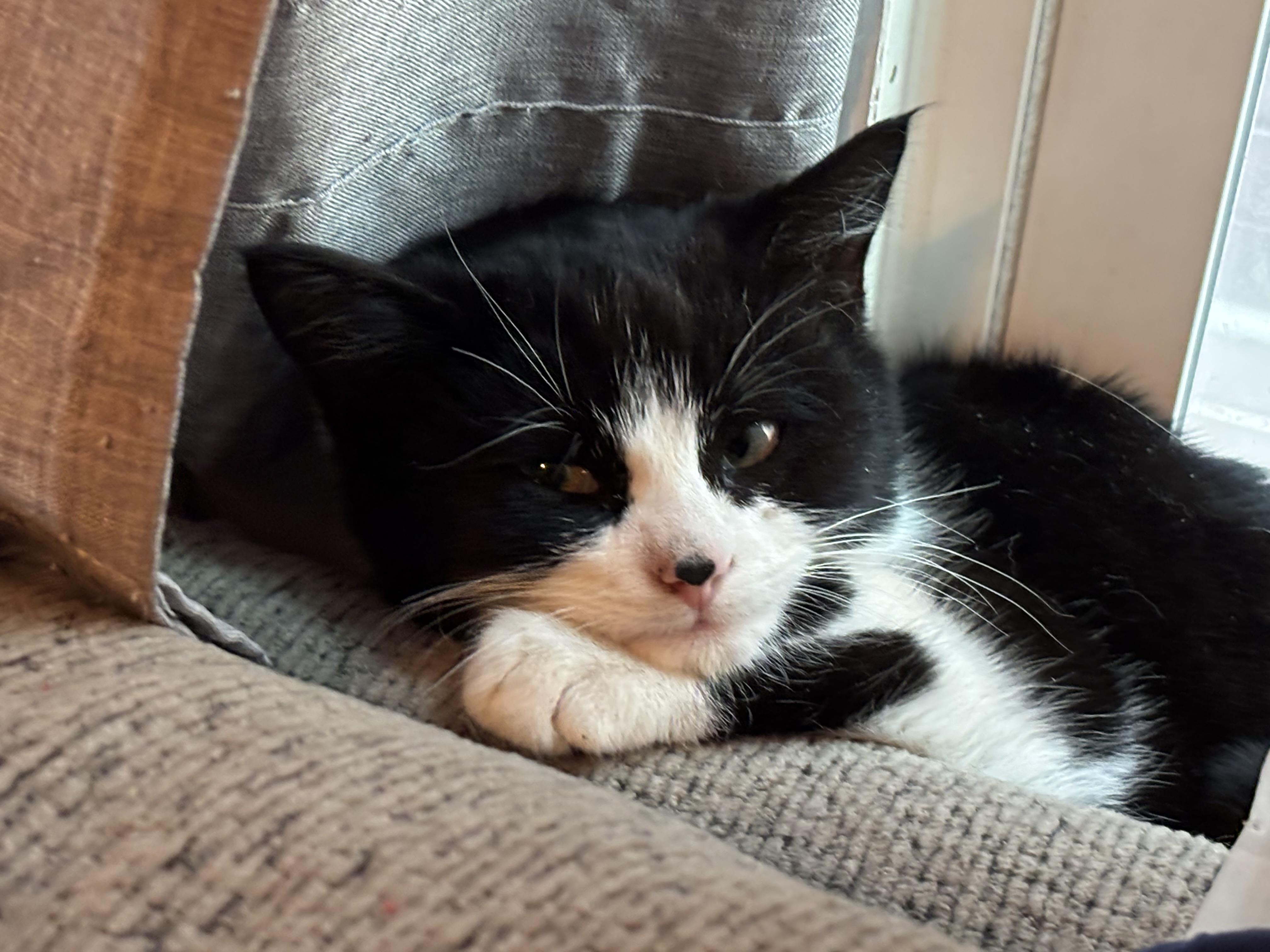 Inigo, Adoptable, Kitten Male Domestic Short Hair.