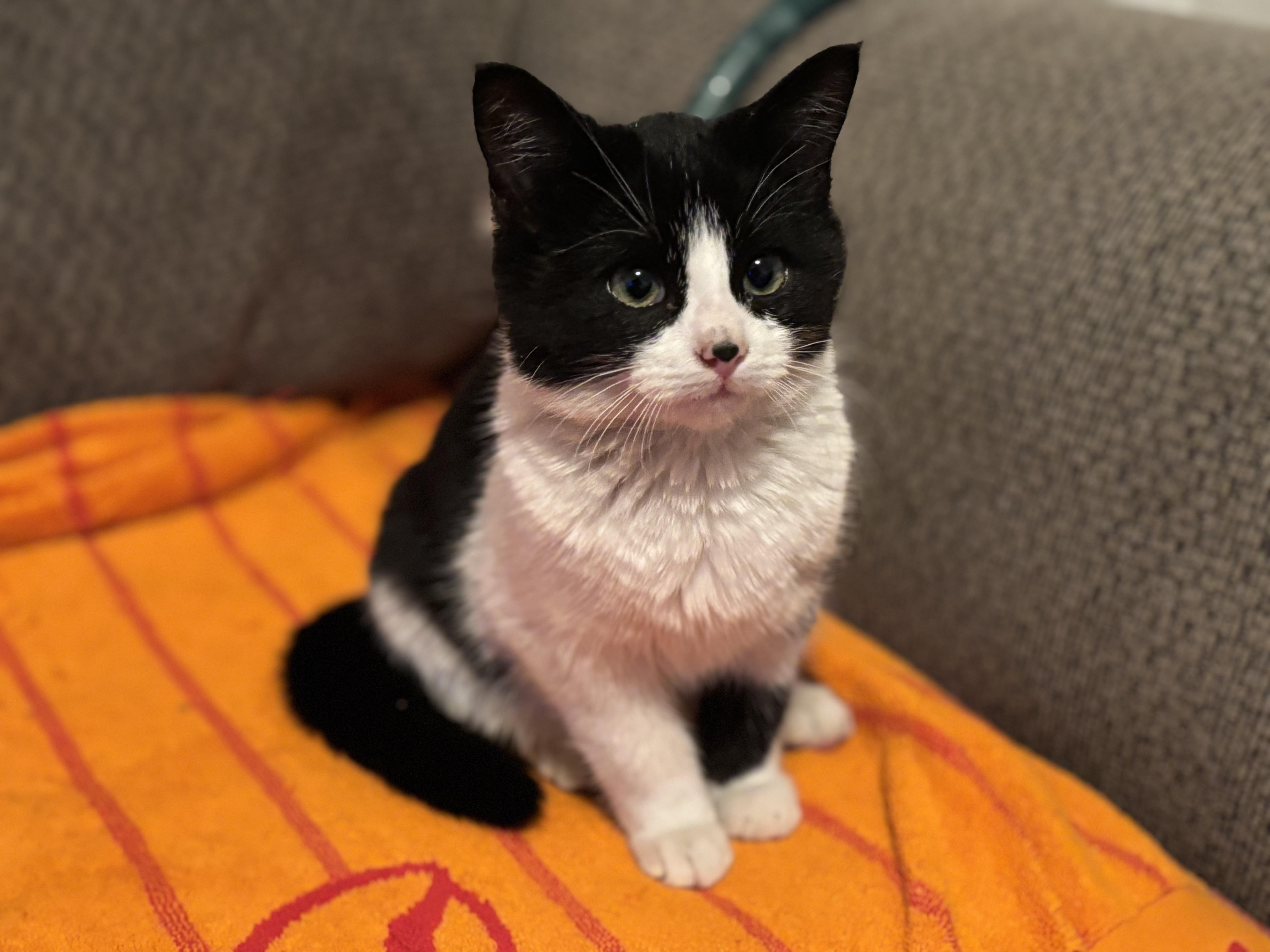 Inigo, a Adoptable Domestic Short Hair in Aurora, CO image 2/6