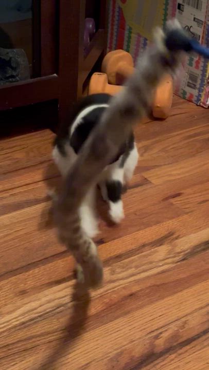 Enlarge Inigo, a Adoptable Domestic Short Hair in Aurora, CO video 6/6