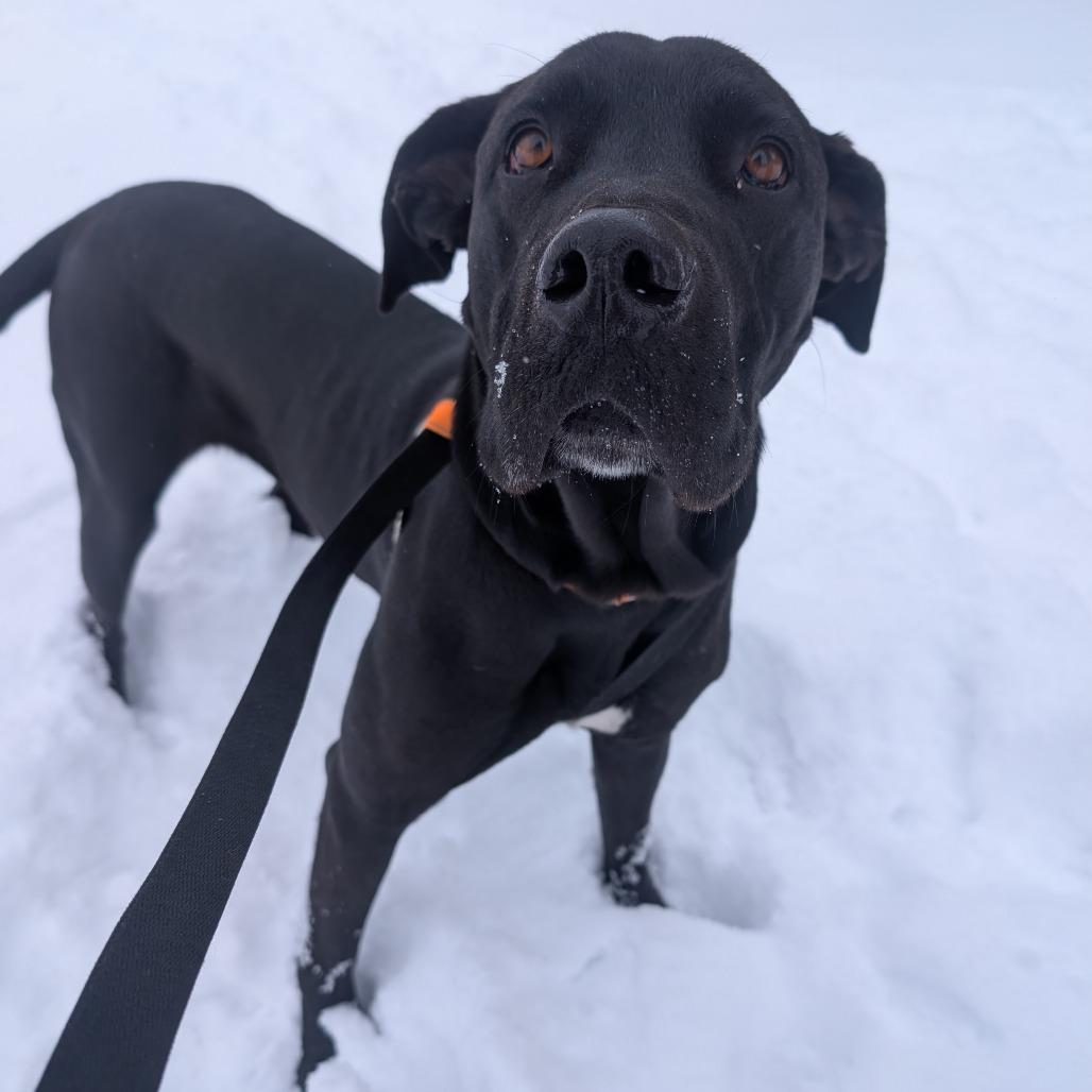 Enlarge Peaches, a Adoptable mixed breed in Durango, CO image 1/6