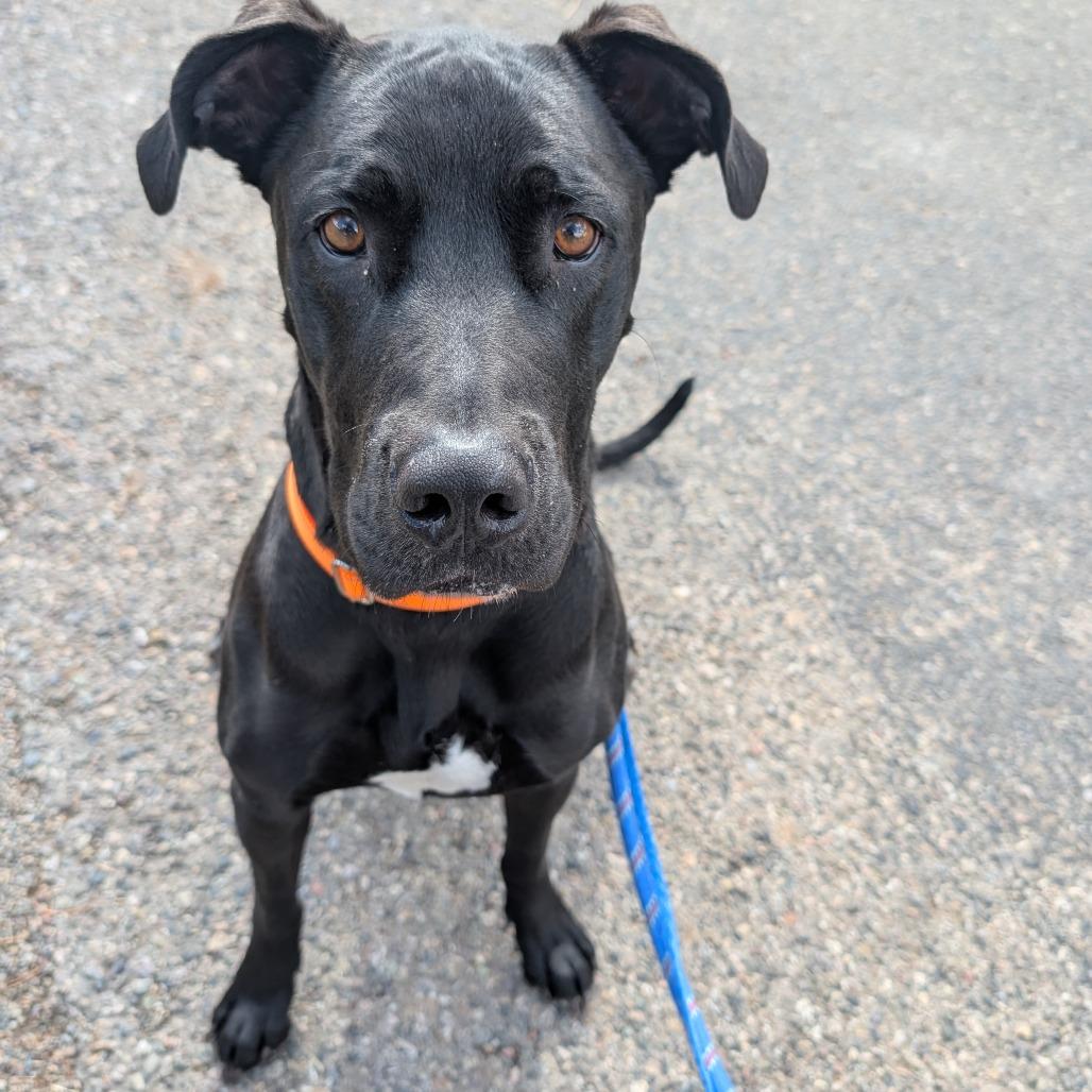 Enlarge Peaches, a Adoptable mixed breed in Durango, CO image 2/6