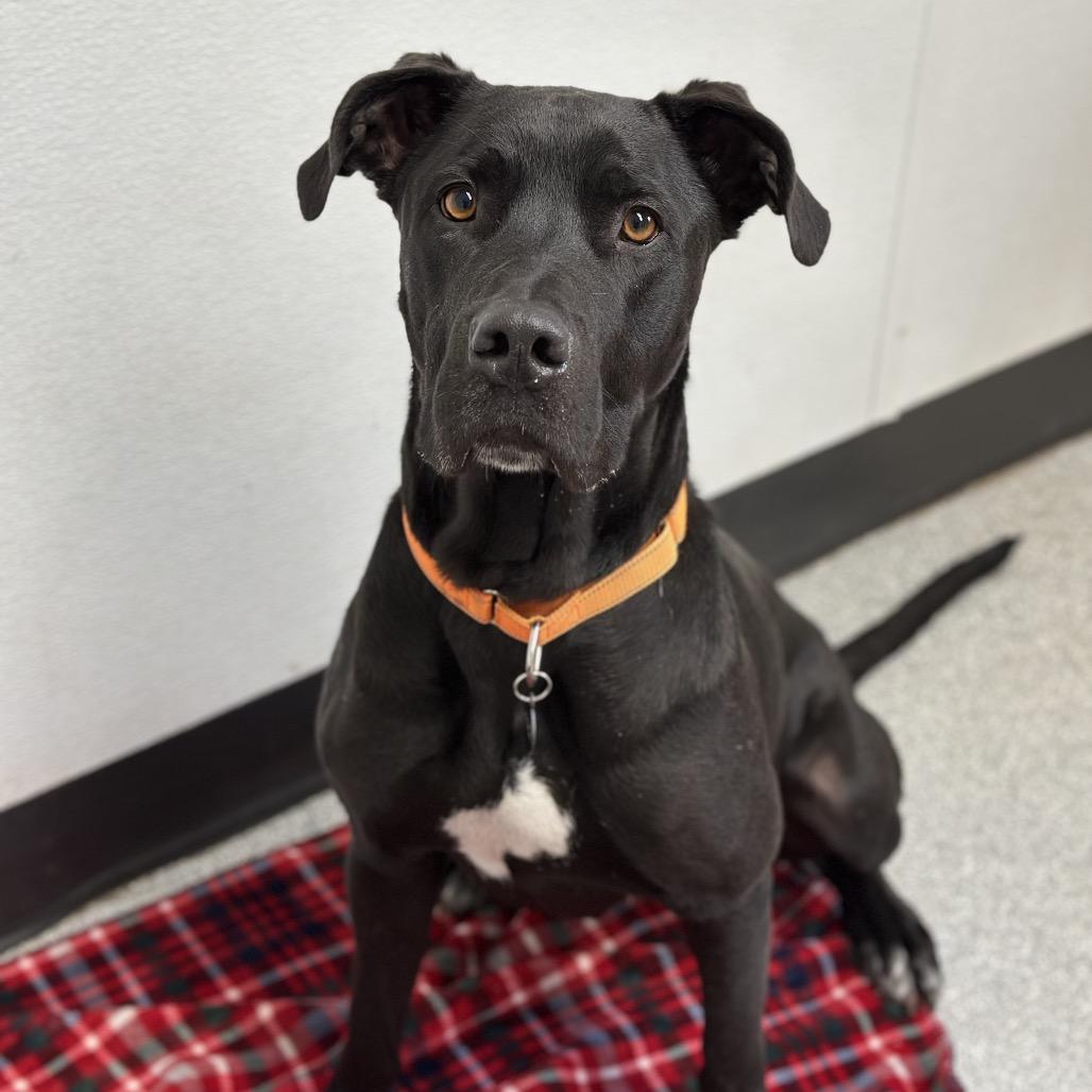 Enlarge Peaches, a Adoptable mixed breed in Durango, CO image 3/6