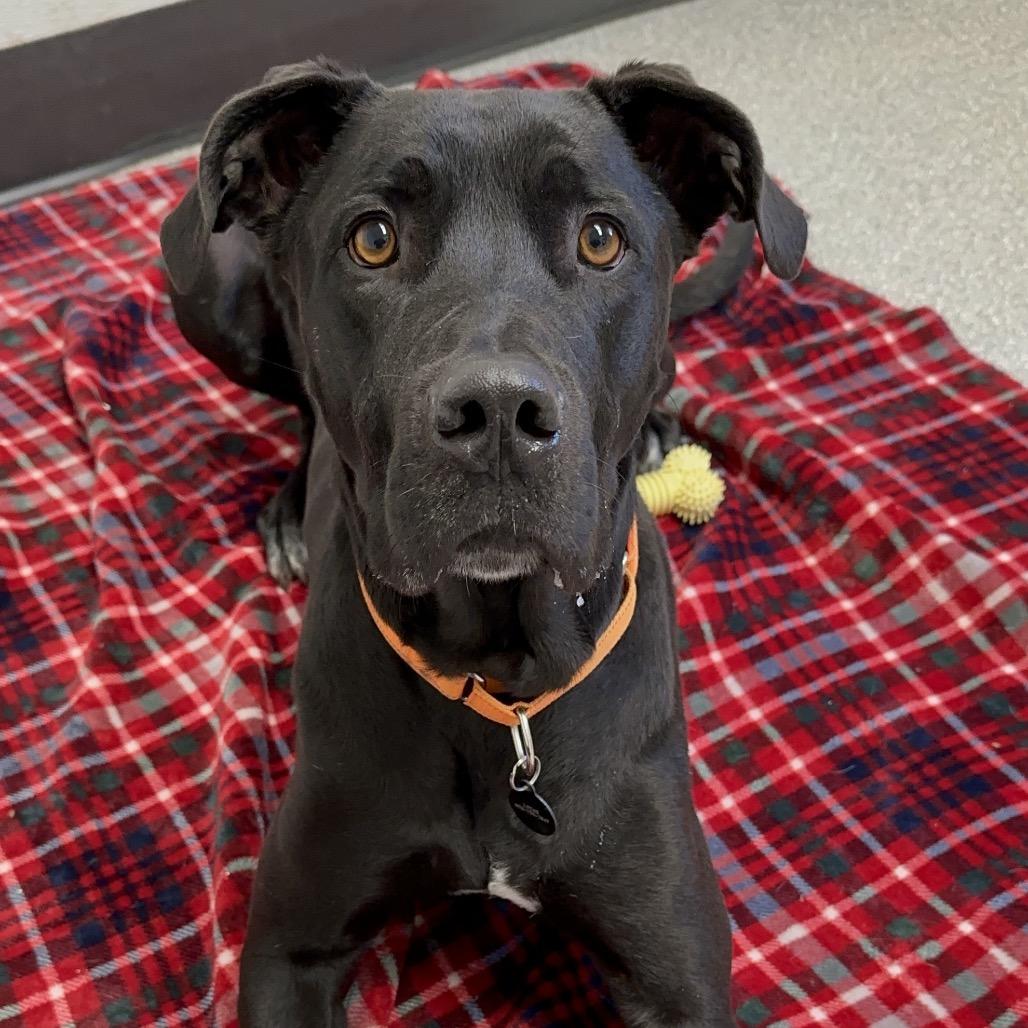 Enlarge Peaches, a Adoptable mixed breed in Durango, CO image 4/6