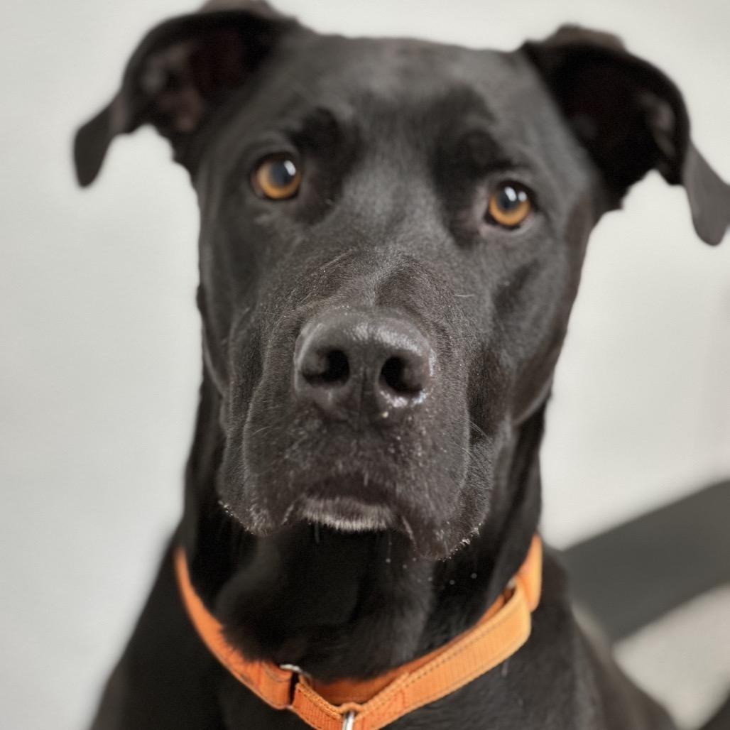 Enlarge Peaches, a Adoptable mixed breed in Durango, CO image 5/6