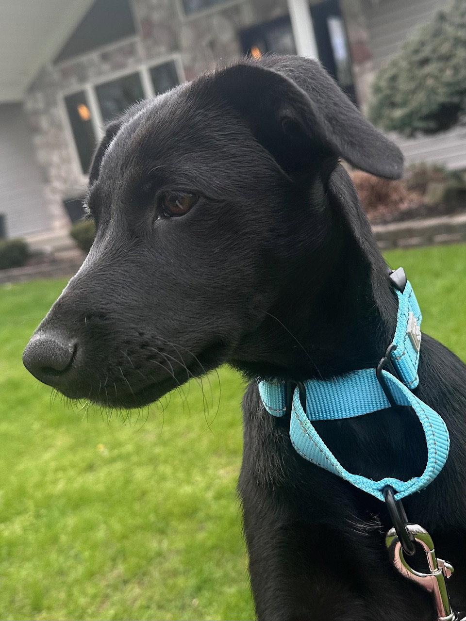 Eden, a Adopted Labrador Retriever in Marine City, MI image 1/3