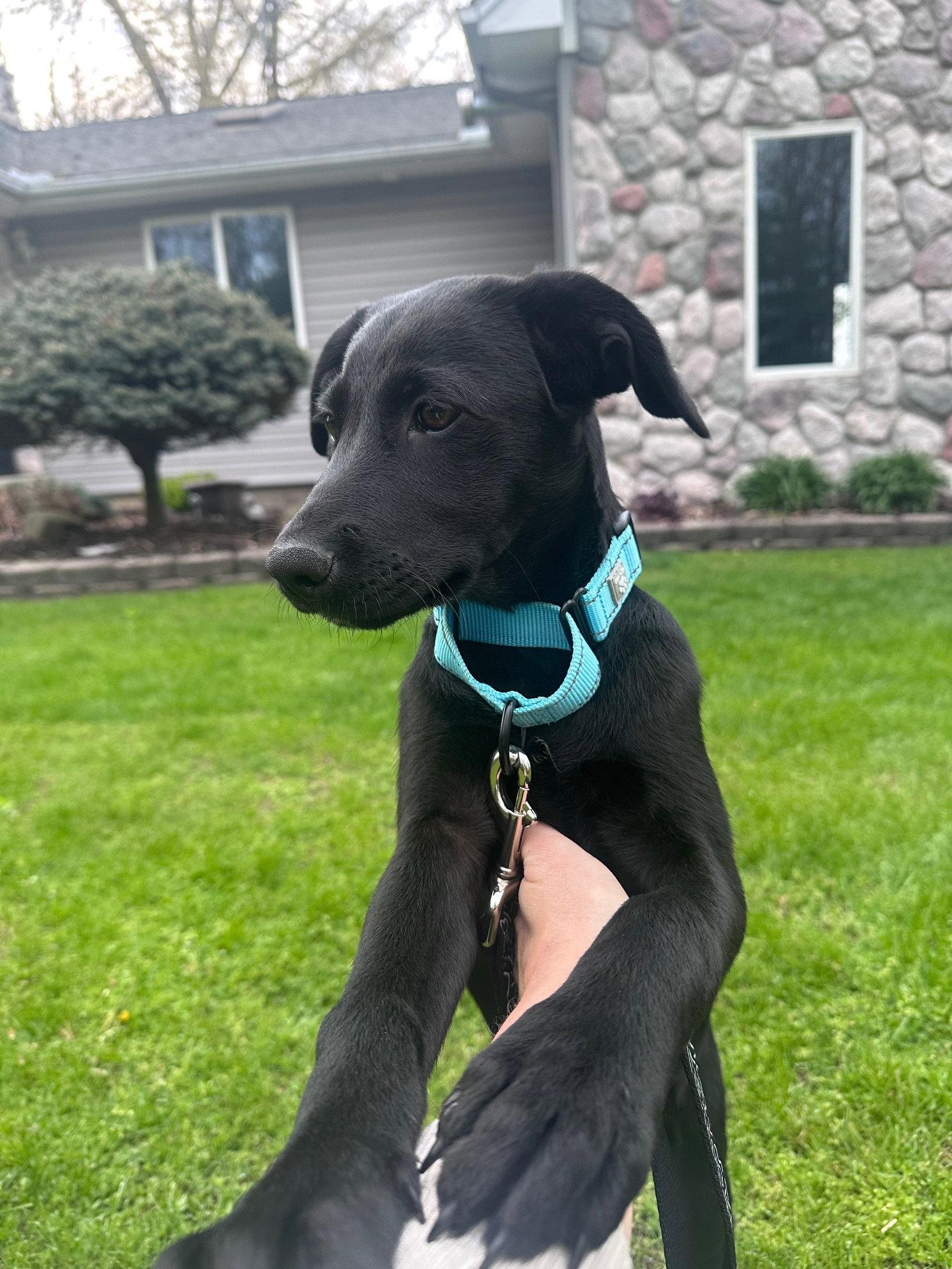 Eden, a Adopted Labrador Retriever in Marine City, MI image 2/3