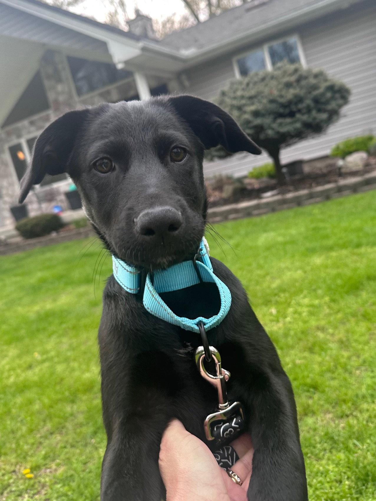 Eden, a Adopted Labrador Retriever in Marine City, MI image 3/3