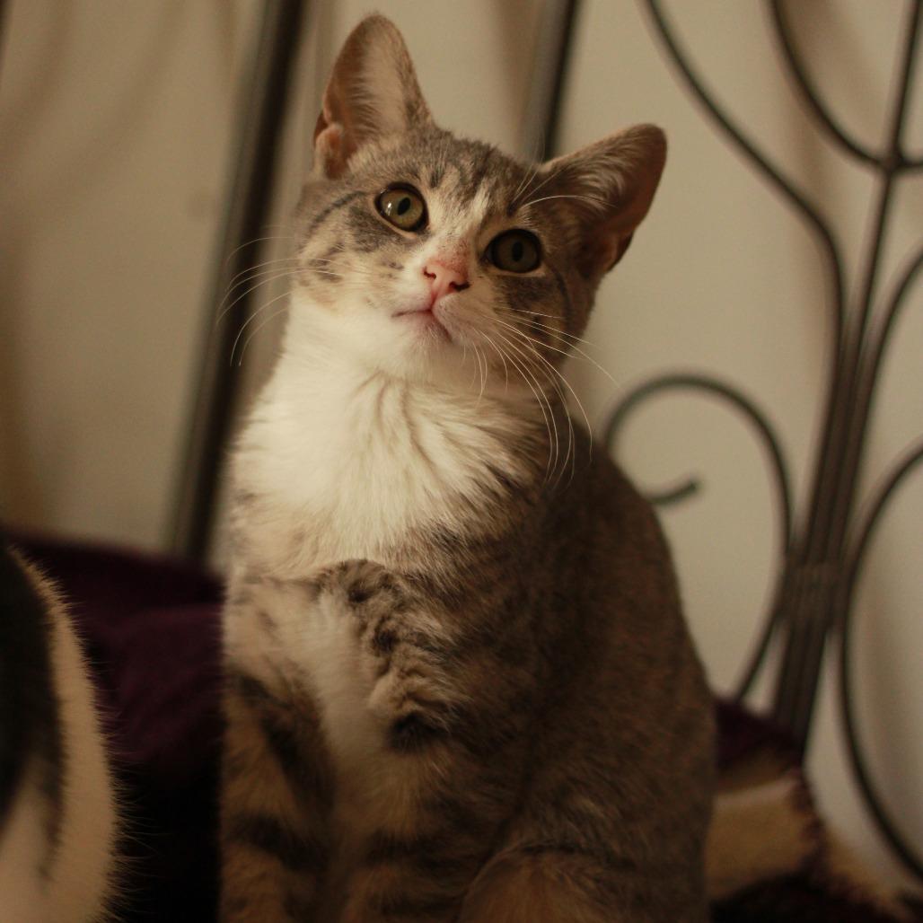 Glaceon, Adoptable, Kitten Female Domestic Short Hair.