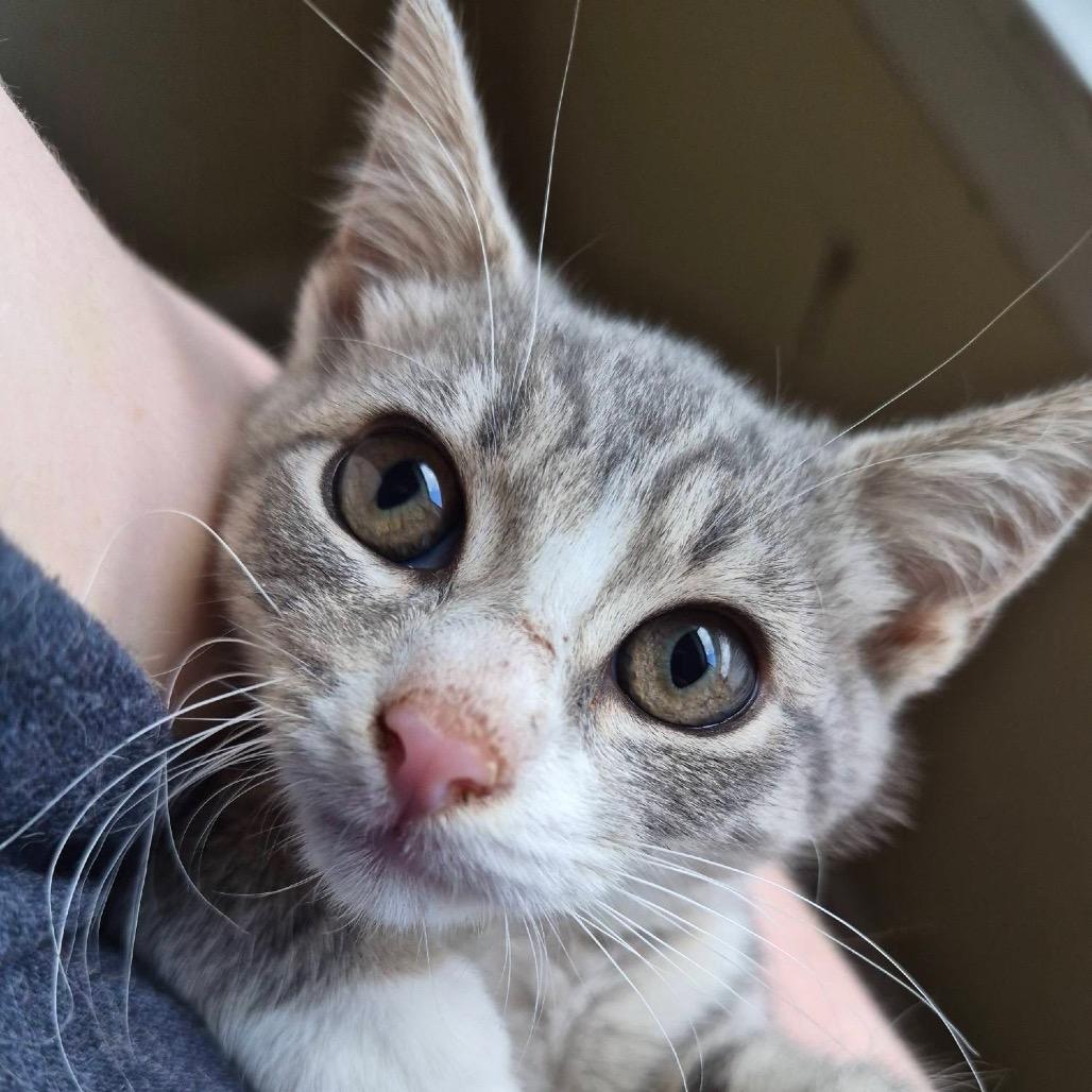 Glaceon, Adoptable, Kitten Female Domestic Short Hair.
