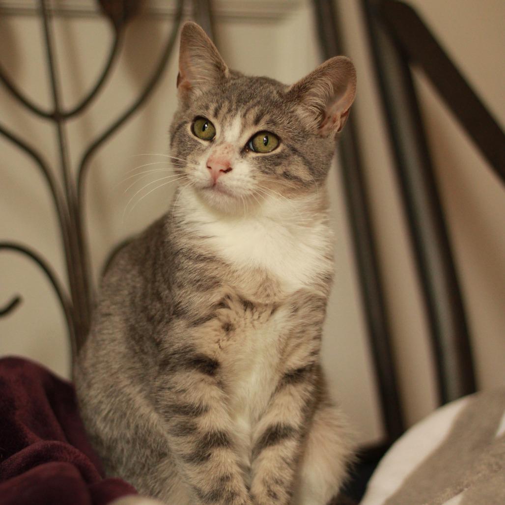 Enlarge Glaceon, a Adoptable Domestic Short Hair in Lexington, KY image 2/6