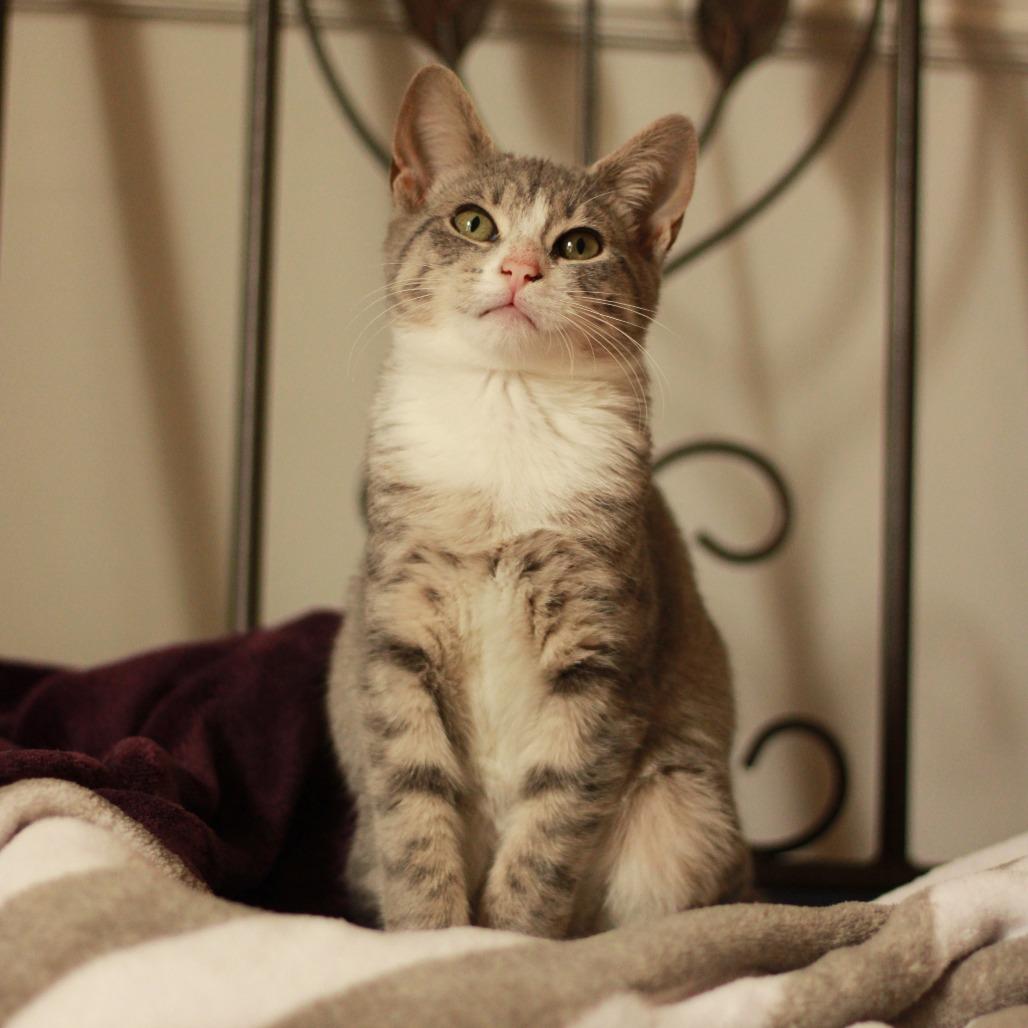 Enlarge Glaceon, a Adoptable Domestic Short Hair in Lexington, KY image 3/6