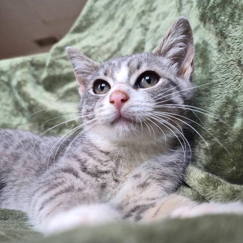 Enlarge Glaceon, a Adoptable Domestic Short Hair in Lexington, KY image 2/6
