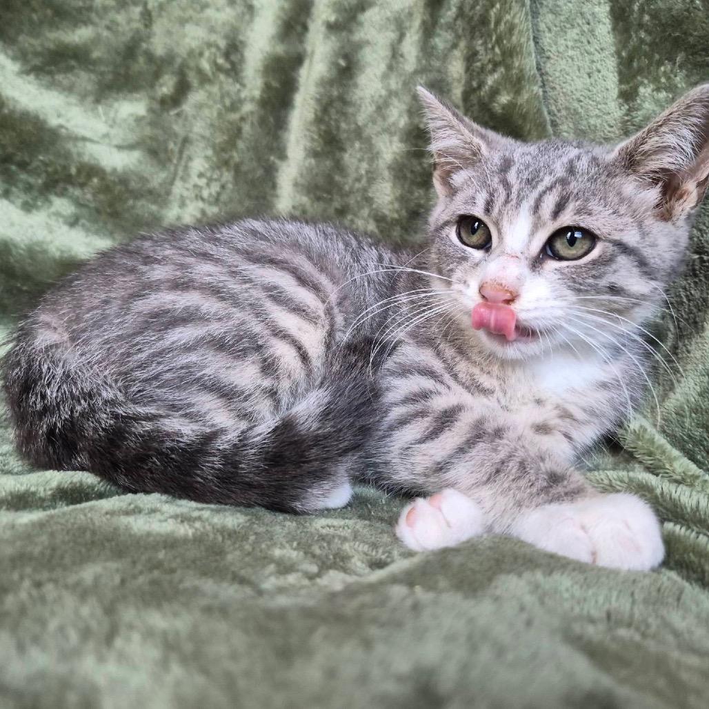 Enlarge Glaceon, a Adoptable Domestic Short Hair in Lexington, KY image 3/6