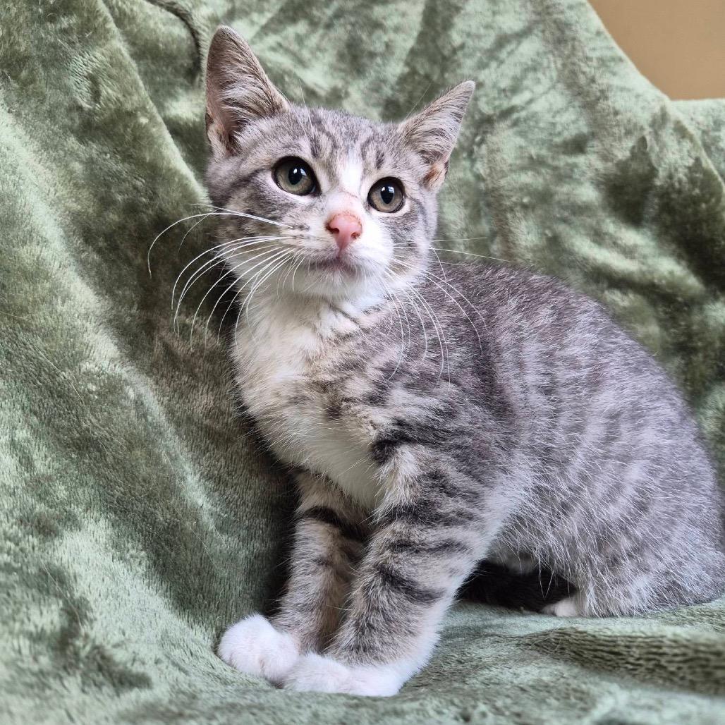 Enlarge Glaceon, a Adoptable Domestic Short Hair in Lexington, KY image 4/6