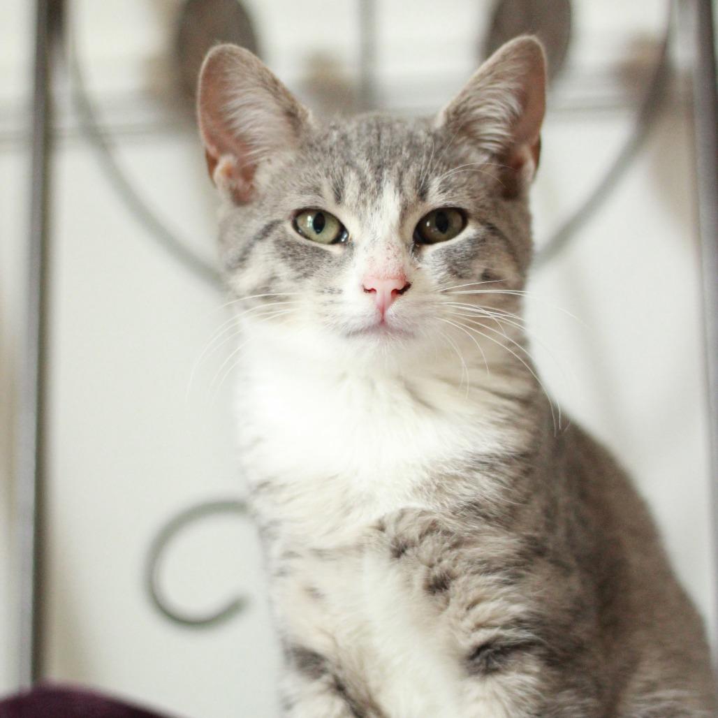 Enlarge Glaceon, a Adoptable Domestic Short Hair in Lexington, KY image 4/6