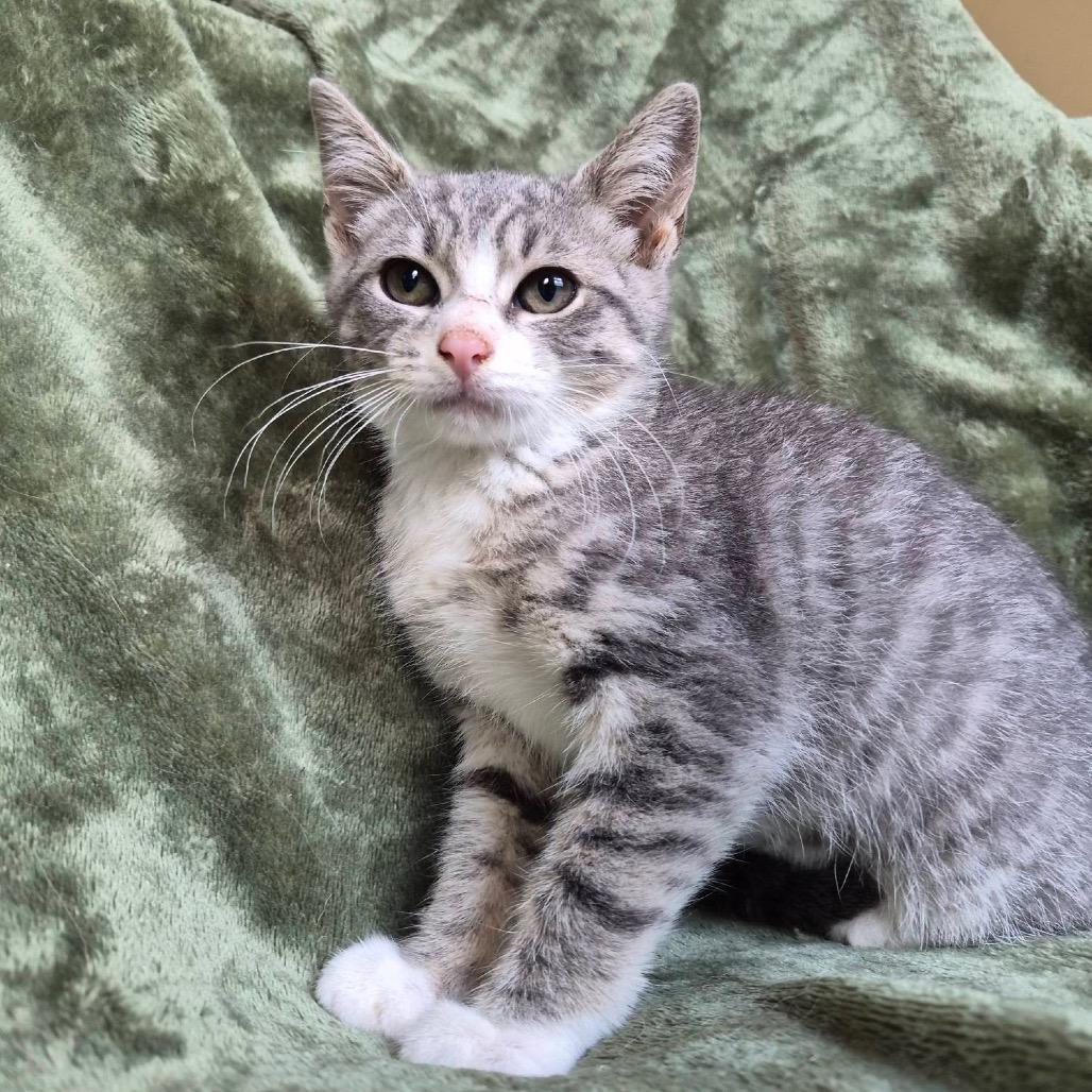 Enlarge Glaceon, a Adoptable Domestic Short Hair in Lexington, KY image 5/6