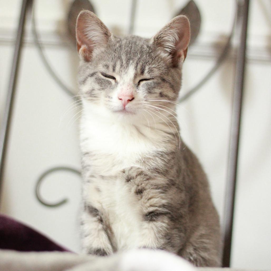 Enlarge Glaceon, a Adoptable Domestic Short Hair in Lexington, KY image 5/6
