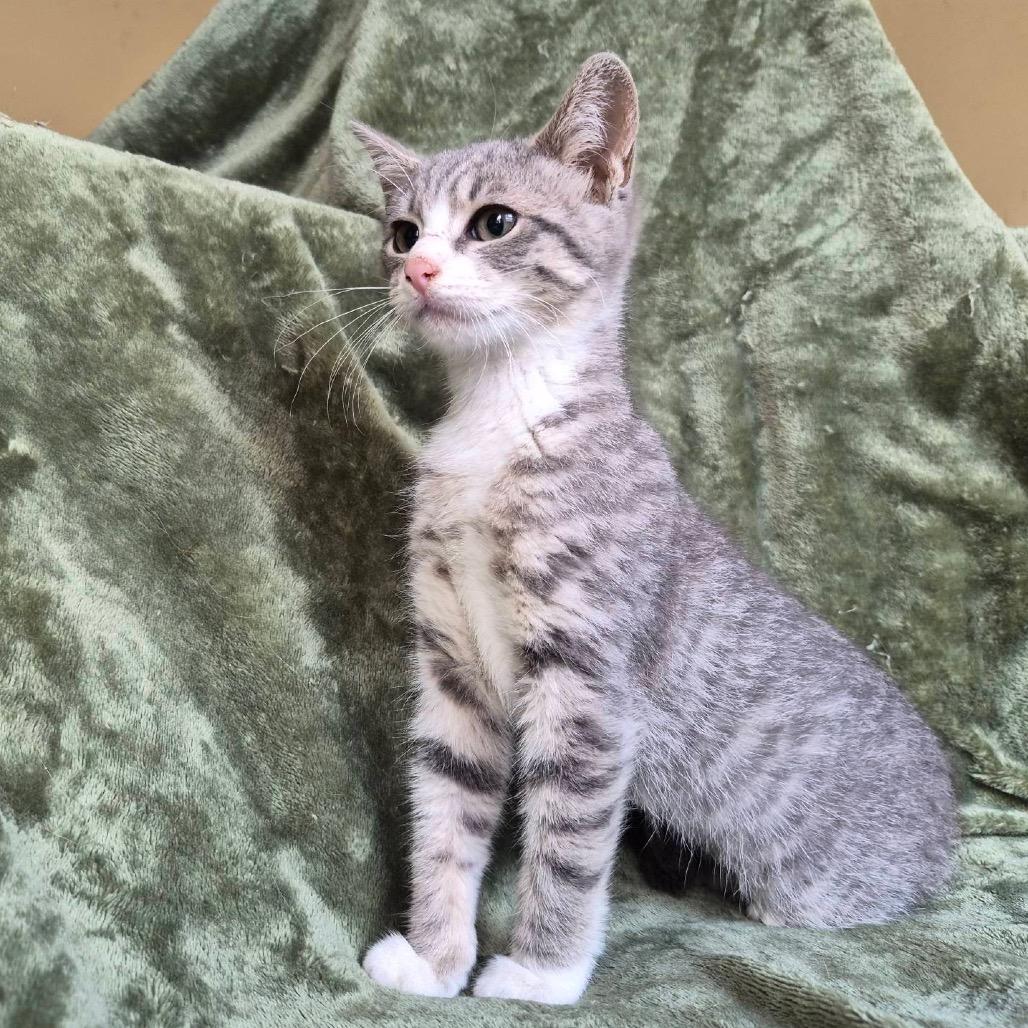 Enlarge Glaceon, a Adoptable Domestic Short Hair in Lexington, KY image 6/6