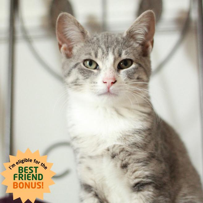 Enlarge Glaceon, a Adoptable Domestic Short Hair in Lexington, KY image 6/6