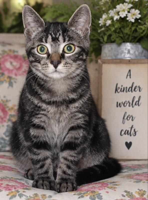 Jasper, Adoptable, Young Male Tabby.