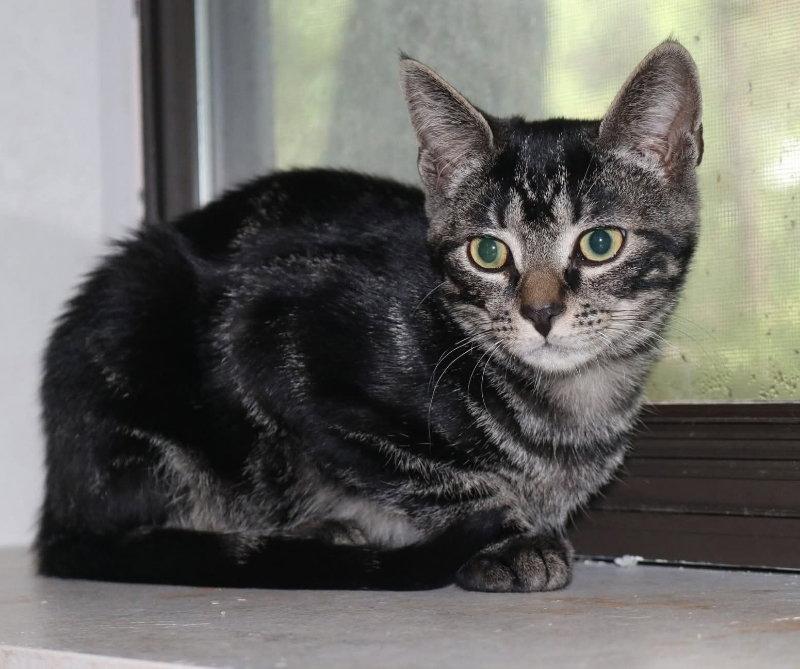 Jasper, a Adoptable Tabby in Knoxville, TN image 1/3