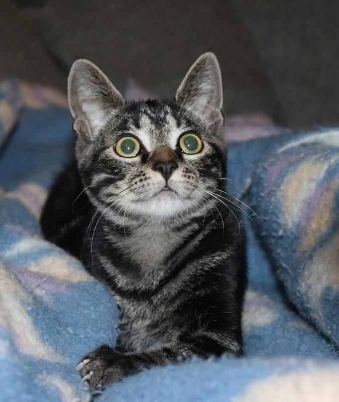 Jasper, a Adoptable Tabby in Knoxville, TN image 2/3