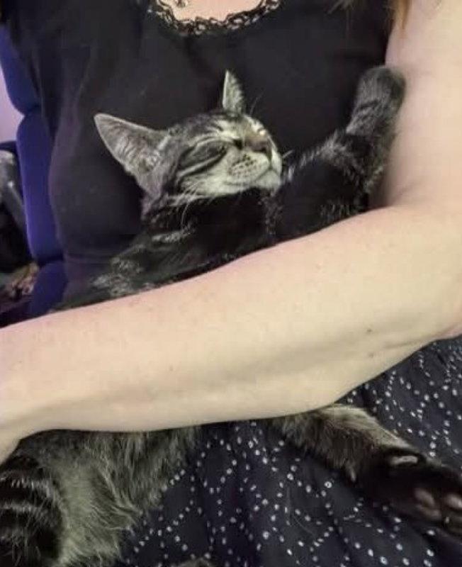 Jasper, a Adoptable Tabby in Knoxville, TN image 3/3