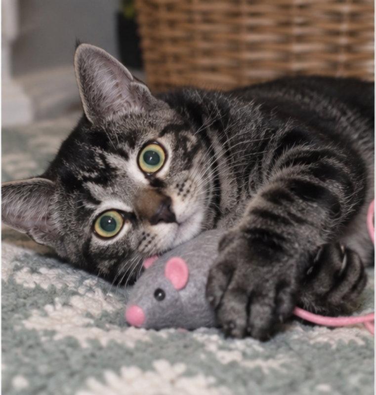 Enlarge Jasper, a Adoptable Tabby in Knoxville, TN image 3/3