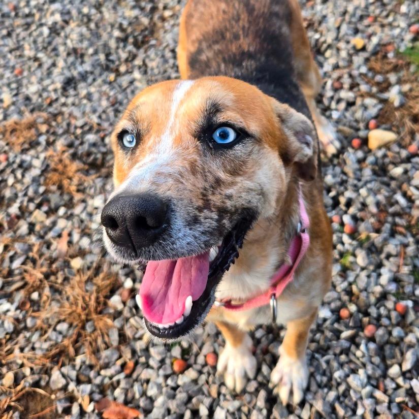 CT Rose, Adoptable, Young Female Australian Shepherd & Mixed Breed.