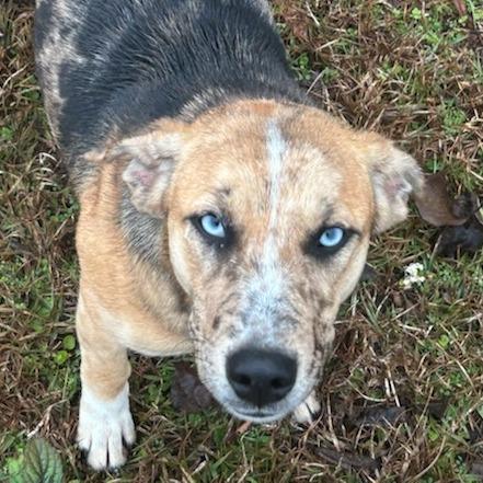 CT Rose, an adopted mixed breed in Stormville, NY image 2/6